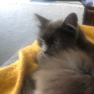 Meet your Posher, Annette